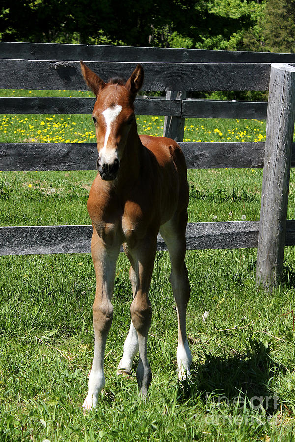 Mare Foal96 Photograph by Janice Byer