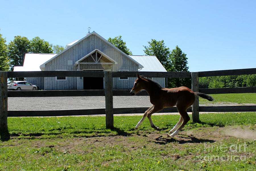 Mare Foal98 Photograph by Janice Byer