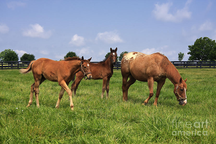 Mare Horse and Colts Photograph by Jill Lang