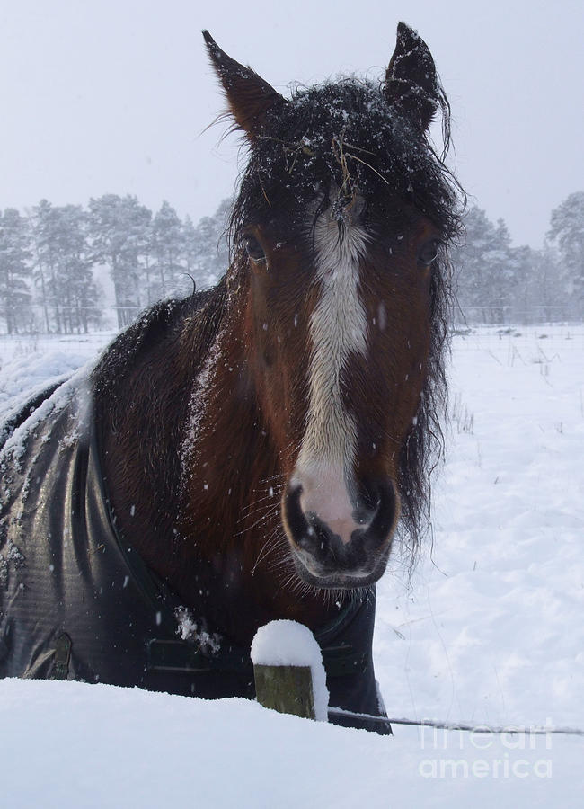 Mare in snow Photograph by Phil Banks