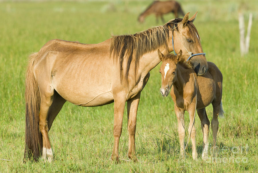 Mare With Colt Photograph by William H. Mullins