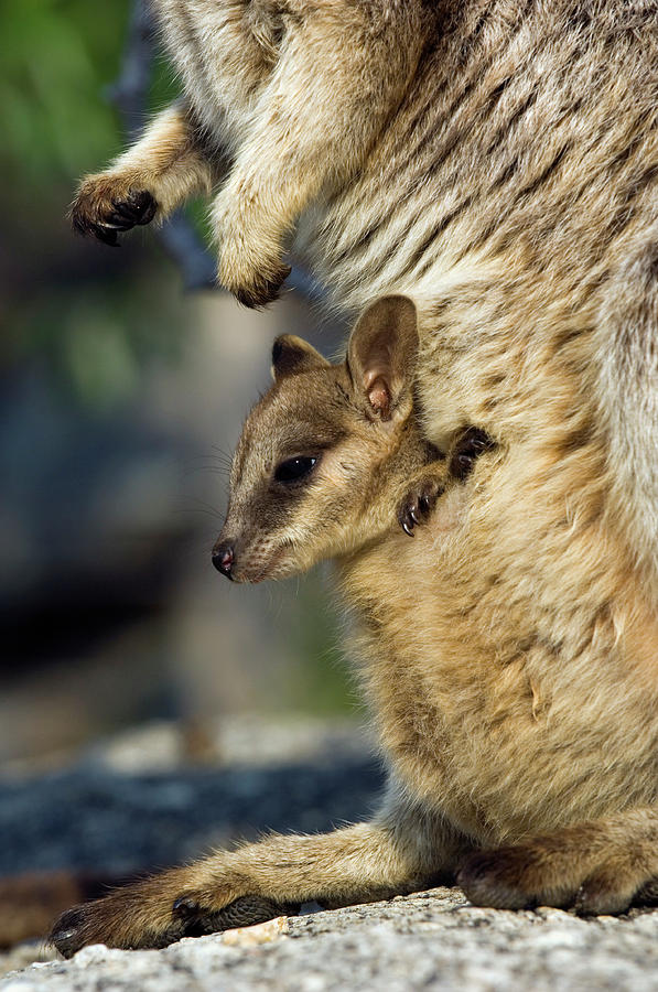 Wildlife Photograph - Mareeba Rock-wallaby Joey by Tony Camacho/science Photo Library