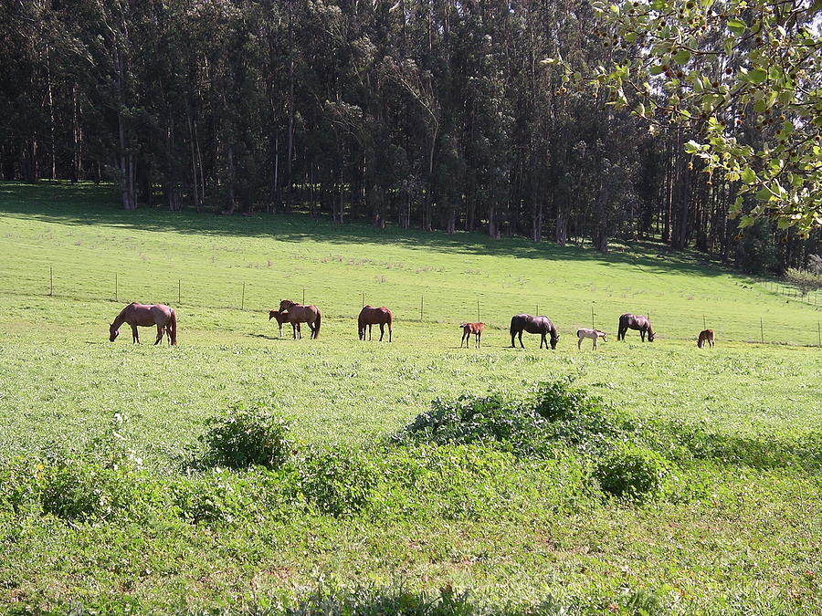 Mares and Foals Photograph by Cynthia Marcopulos