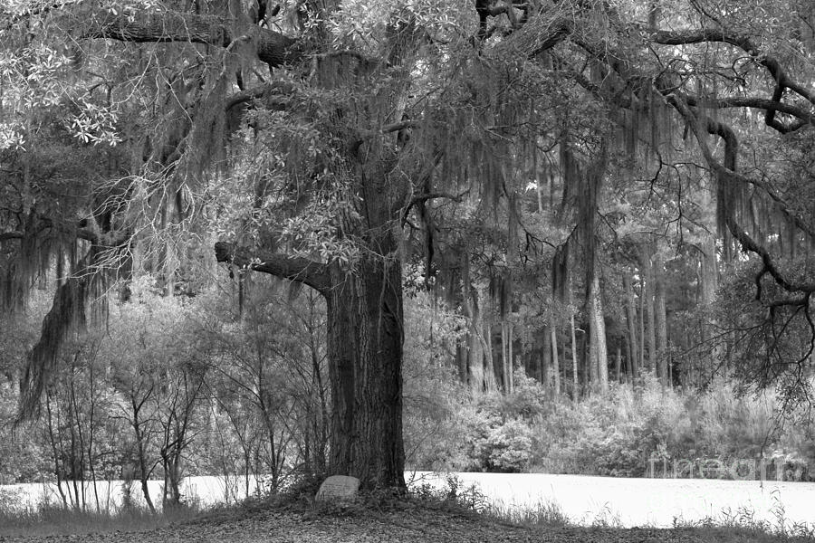 Margaret Morrison Meyer Black And White Memorial Oak Tree Photograph by Adam Jewell