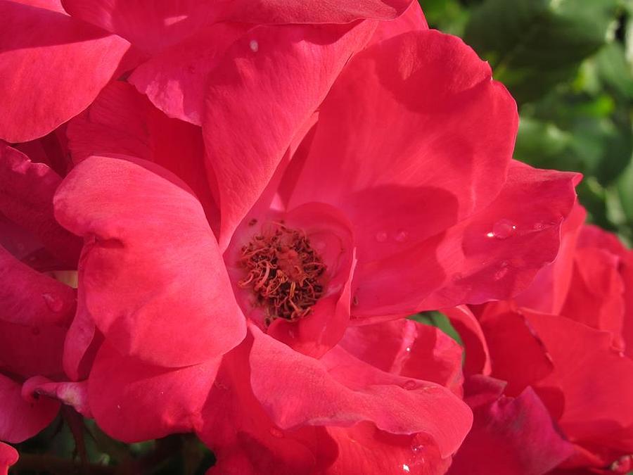 Red Photograph - Margarets Rose by Denise Hoff Red Photograph - Margarets Rose by Denise Hoff