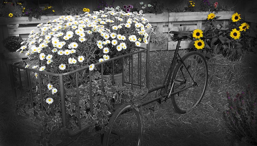Marguerites And Bicycle Photograph by Gina Dsgn