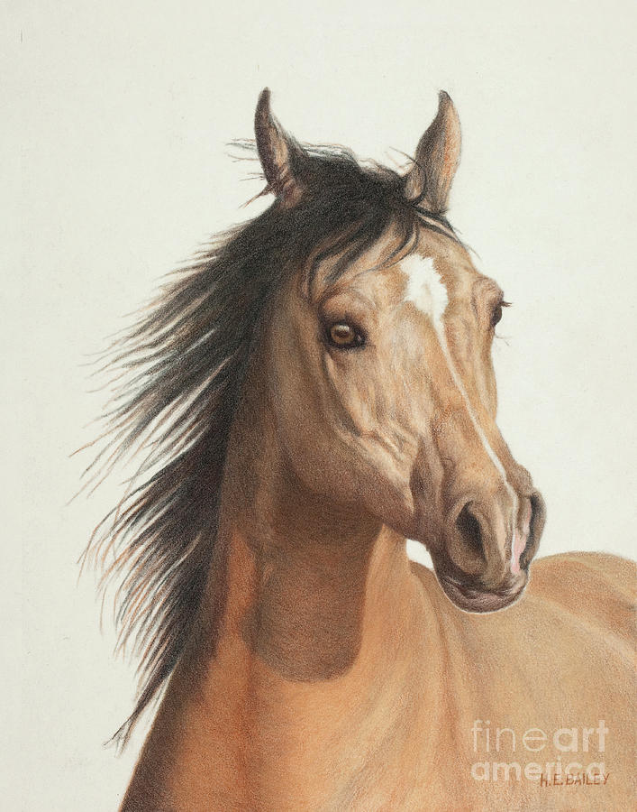Horse Drawing - Mariah by Helen Bailey