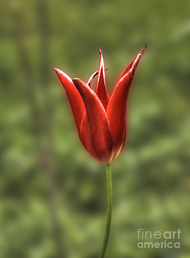 Mariette Tulip 2 Photograph by Deborah Smolinske