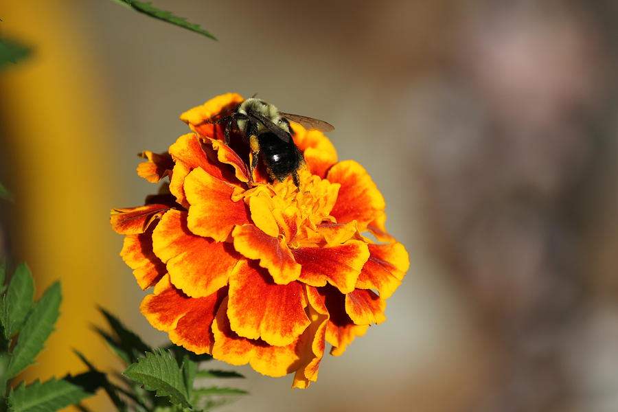 Marigold and Bee Photograph by Sheril Cunane - Fine Art America