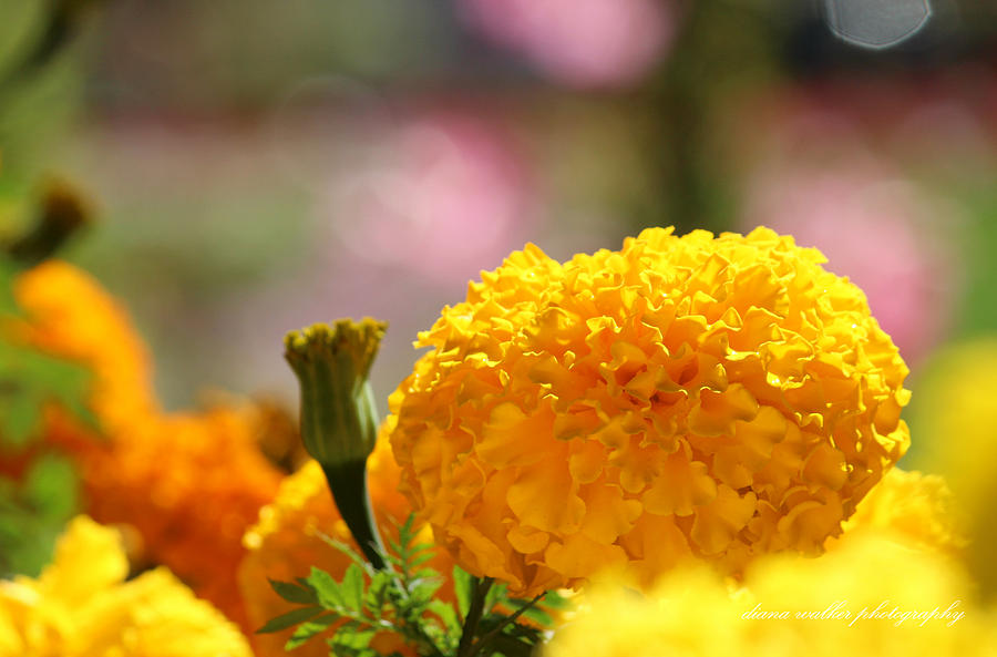 Nature Photograph - Marigold Audience by Diana Walker