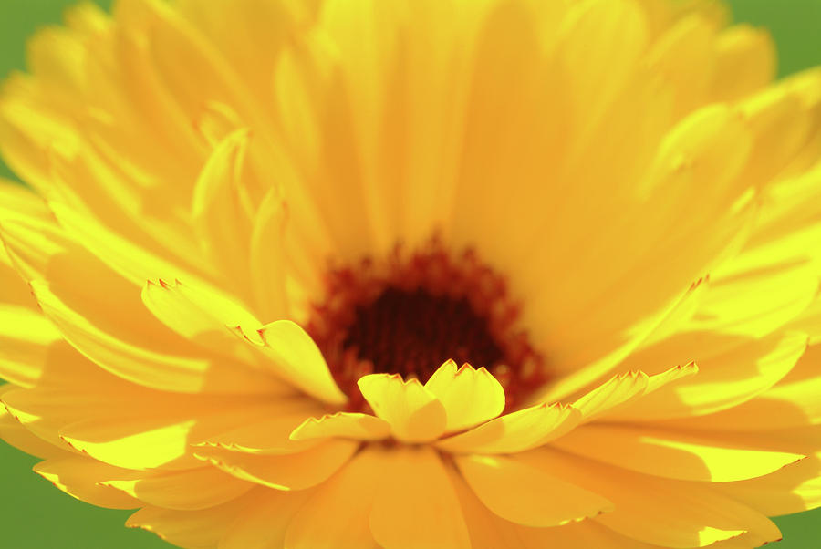 Summer Photograph - Marigold (calendula Officinalis) by Bildagentur-online/th Foto/science Photo Library