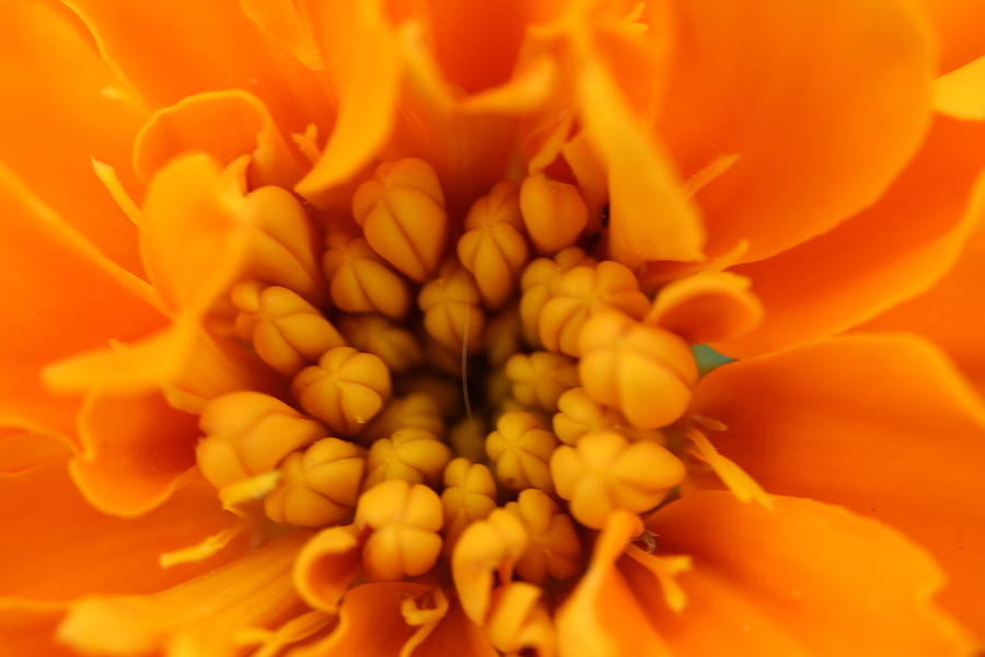 Marigold Photograph by Denise Cicchella