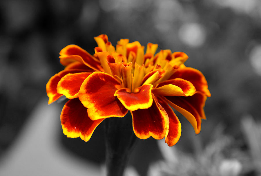 Marigold flower Photograph by Sumit Mehndiratta
