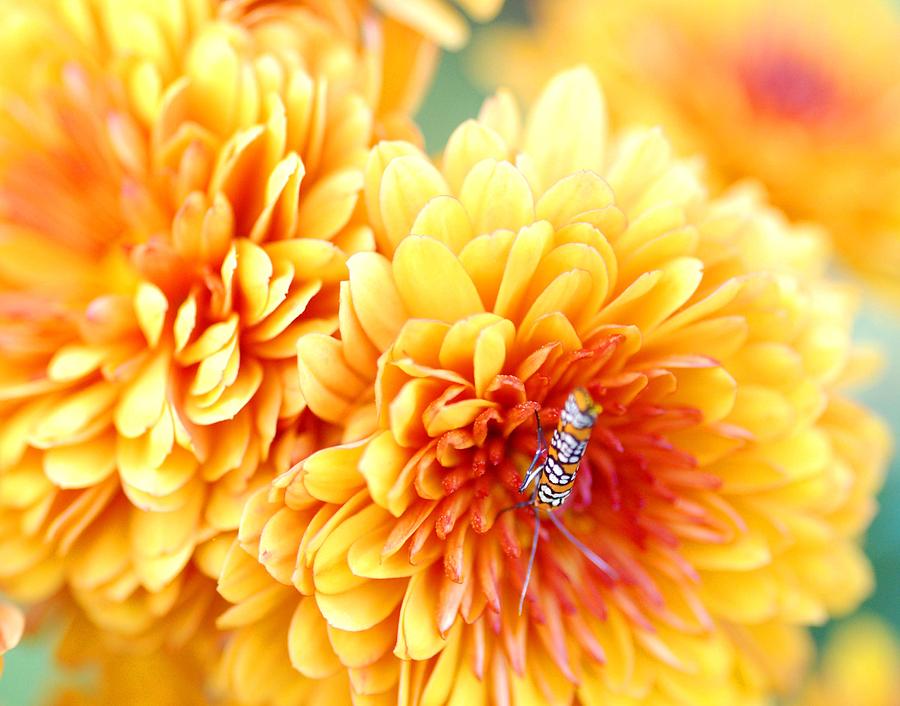 Wildlife Photograph - Ailanthus Webworm visits the Marigold  by Optical Playground By MP Ray
