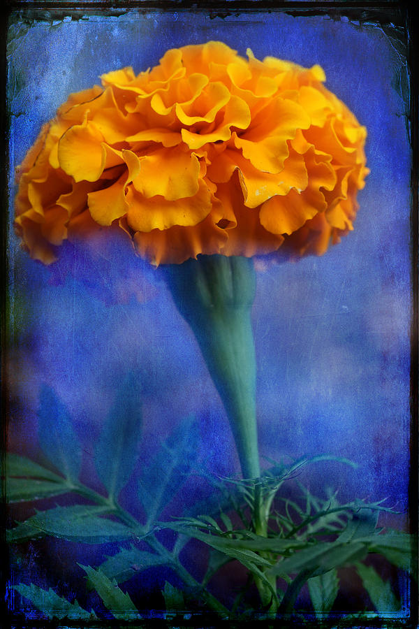 Marigold  Photograph by Michael Eingle
