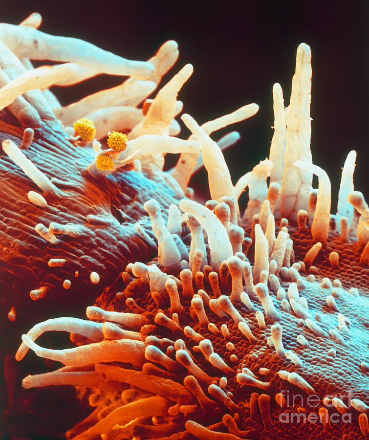 Marigold Petal SEM Photograph by Eye Of Science