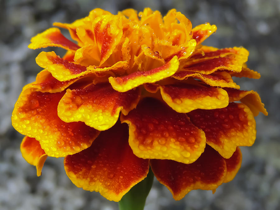 Marigold Photograph by Robert Mitchell
