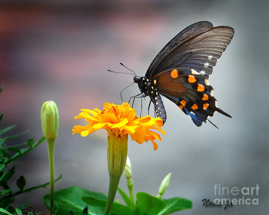 Marigold Swallowtail  Photograph by Nava Thompson