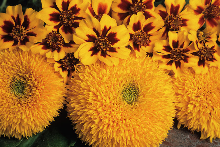 Image of Sunflowers and Marigolds