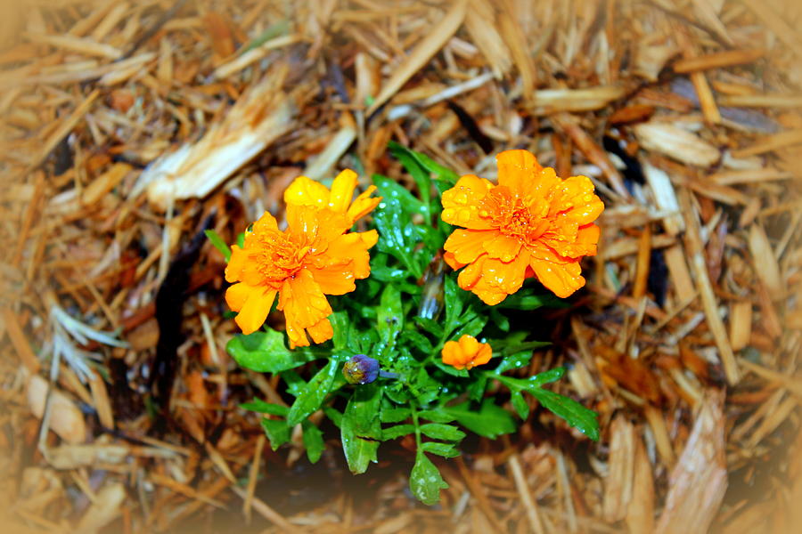 Marigolds Photograph by Beth Vincent
