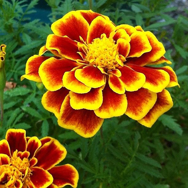 Flower Photograph - Marigolds #flower #flowers #gold by Corey Sheehan