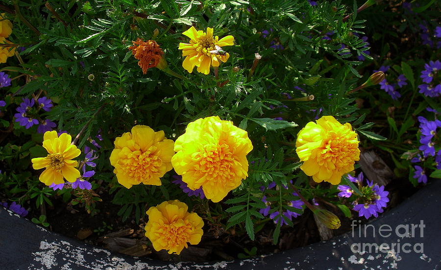 Marigolds Photograph by Fred Wilson