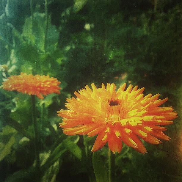 Summer Photograph - #marigolds #igllotment #myallotment by Linandara Linandara
