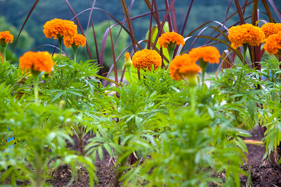 Marigolds Photograph by Melinda Fawver