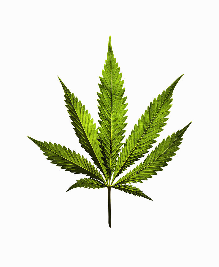 Marijuana leaf on white background Photograph by Maren Caruso