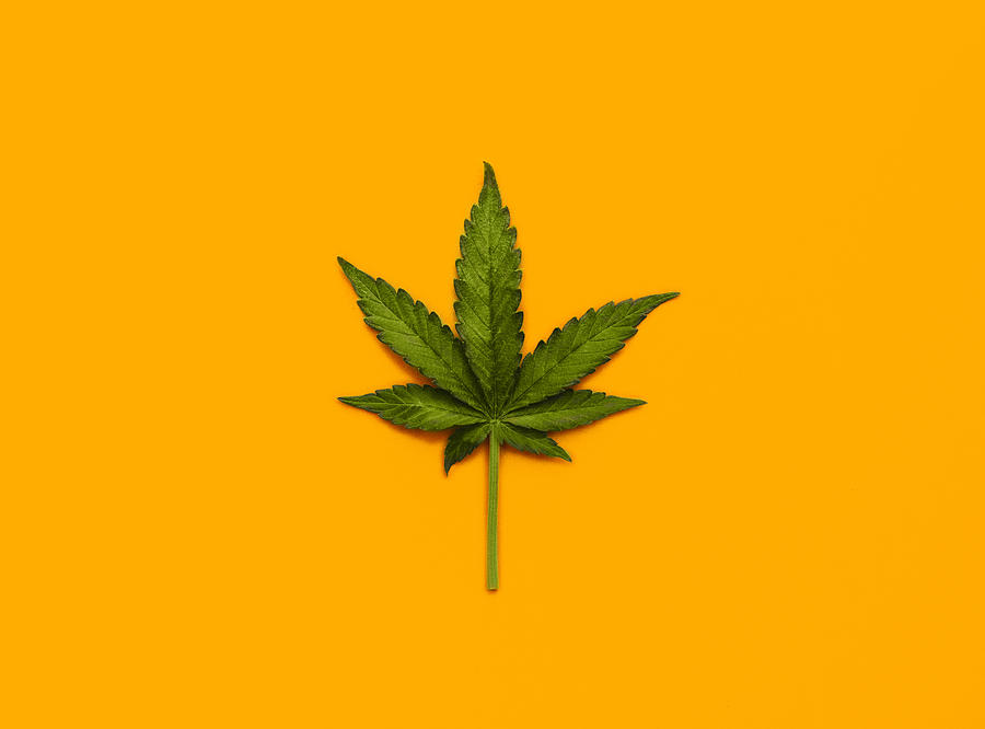 Marijuana Leaf over yellow background Photograph by Victoria Bee Photography