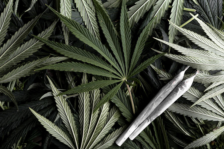 Marijuana plant with joints Photograph by Nastasic