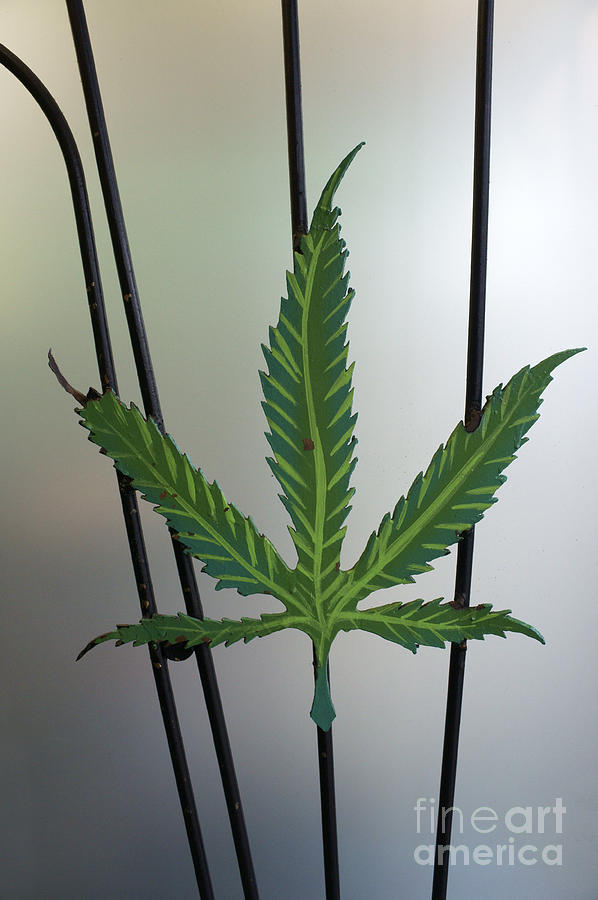 Marijuana Leaf Photograph by John  Mitchell
