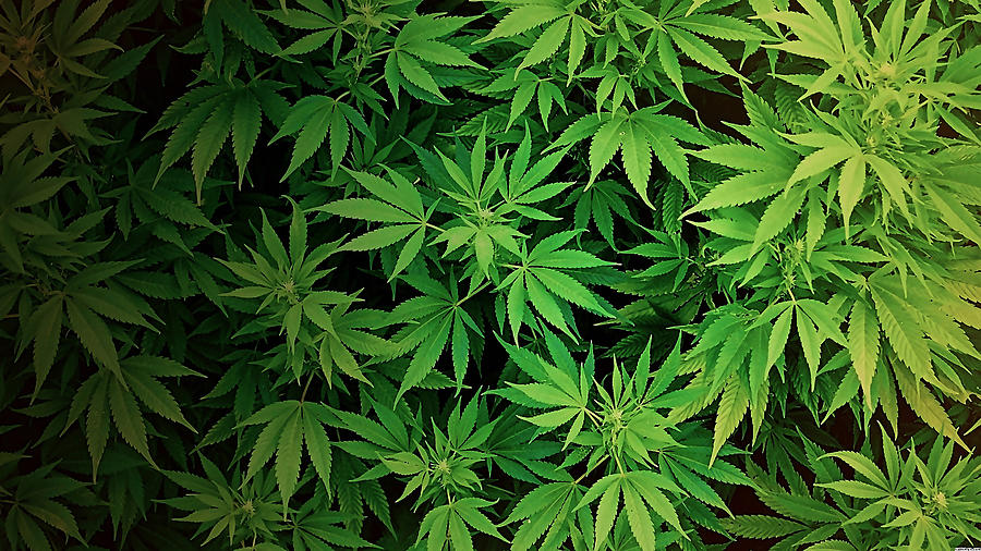 Marijuana Digital Art - Marijuana Weed Hemp Ganja by Marvin Blaine