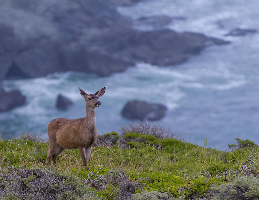 Marin Doe II Photograph by Mike Ronnebeck
