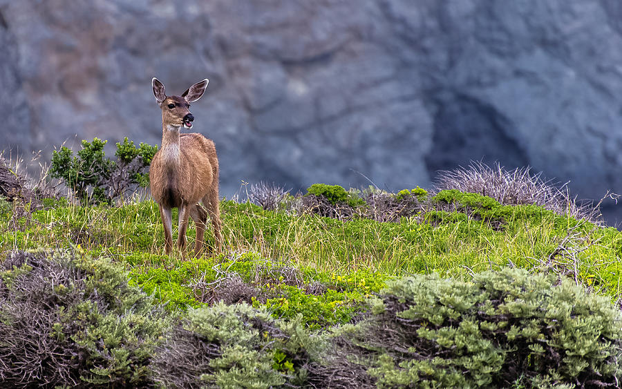 Marin Doe Photograph by Mike Ronnebeck