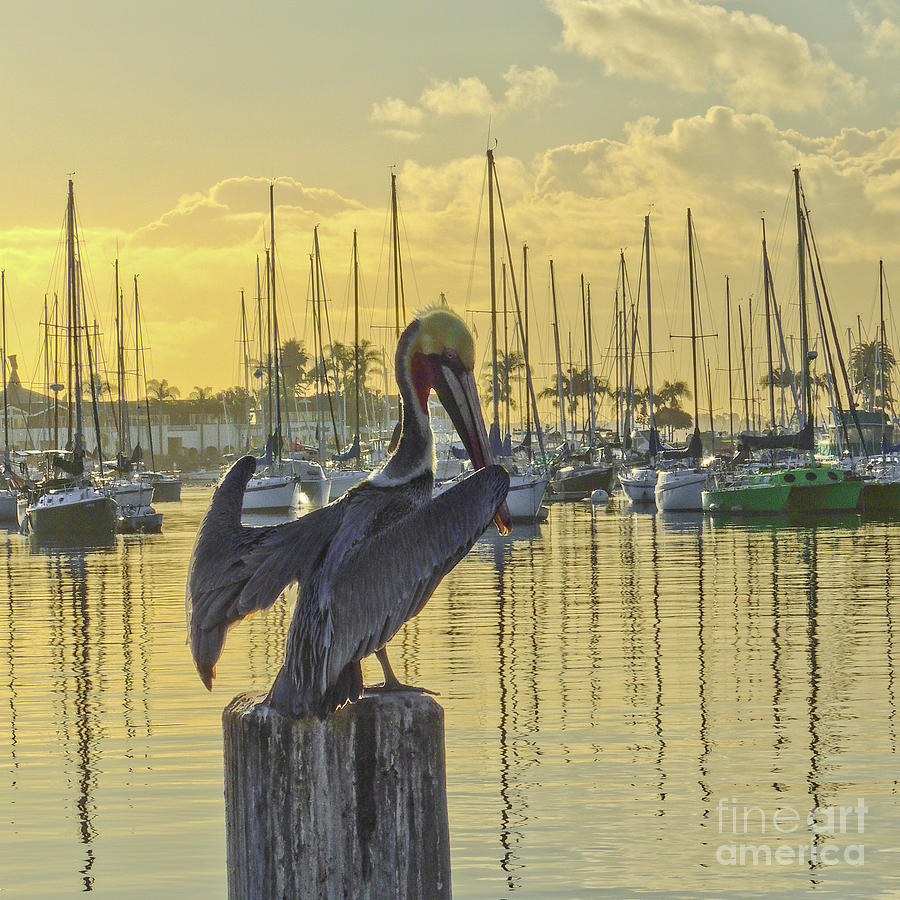 Marina Sunrise Drying Pelican Photograph by L J Oakes