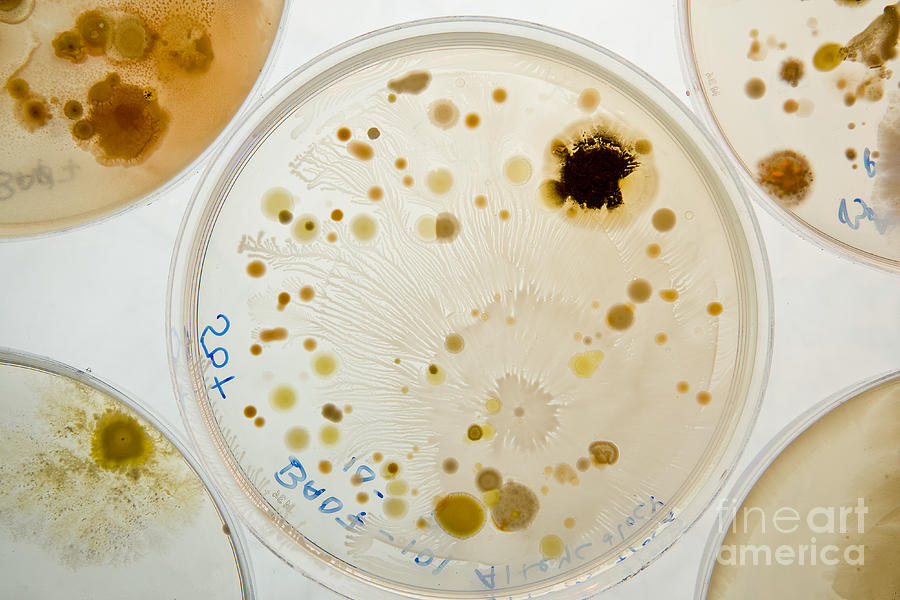 Bacteria Photograph - Marine Actinomycetes by Charlotte Raymond