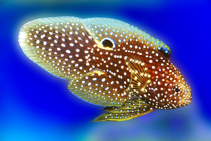 Marine Beta Fish Calloplesiops altivelis Digital Art by Wernher Krutein