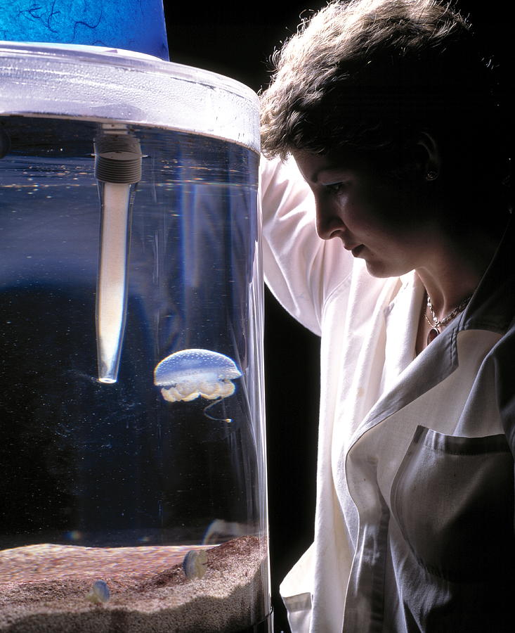Marine Biologist Feeding Philloriza Sp. Jellyfish Photograph by Mauro Fermariello/science Photo Library