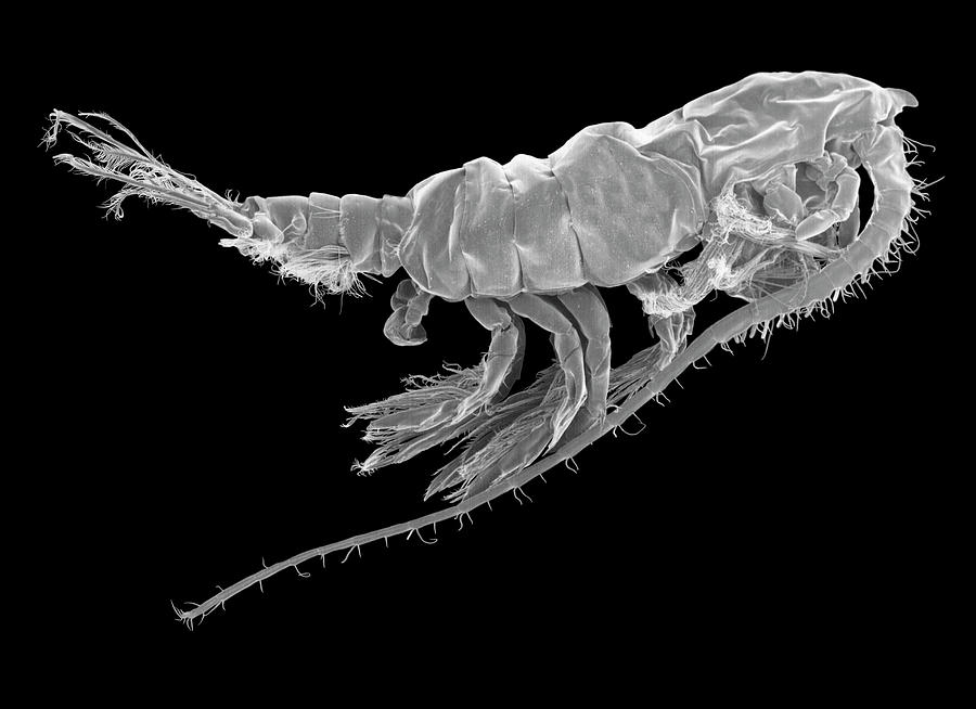 Marine Copepod (pleuromamma Sp.) Photograph by Dennis Kunkel Microscopy/science Photo Library