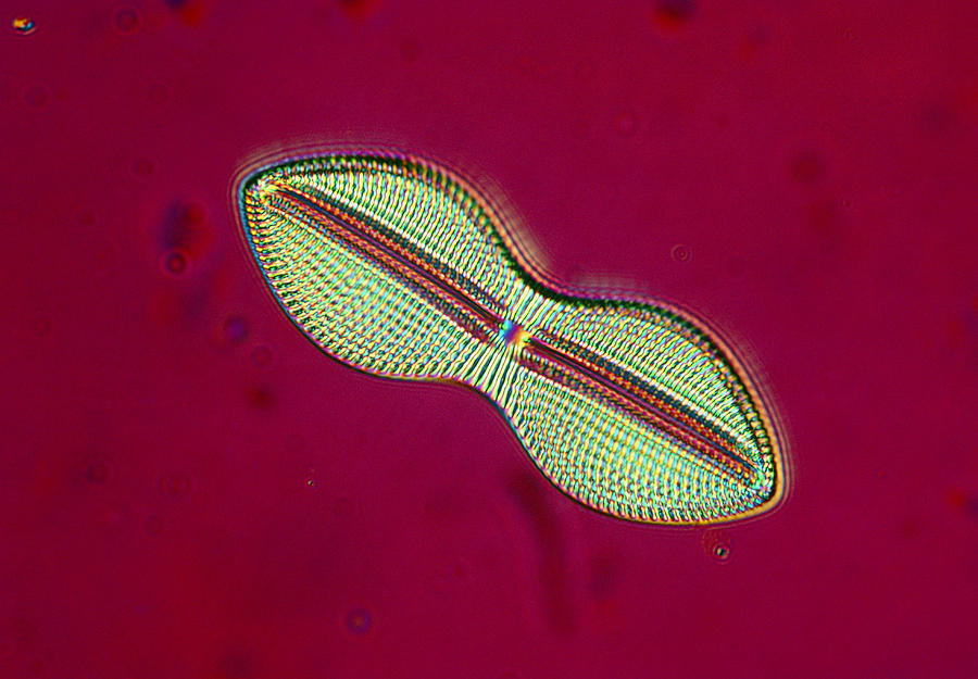 Marine Diatom, Lm Photograph by Perennou Nuridsany