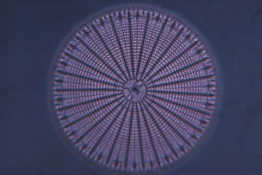 Marine Diatom Photograph by Michael Abbey