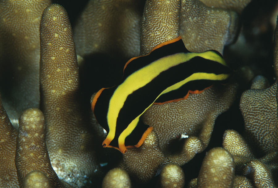 Marine Flatworm Photograph by Matthew Oldfield/science Photo Library ...