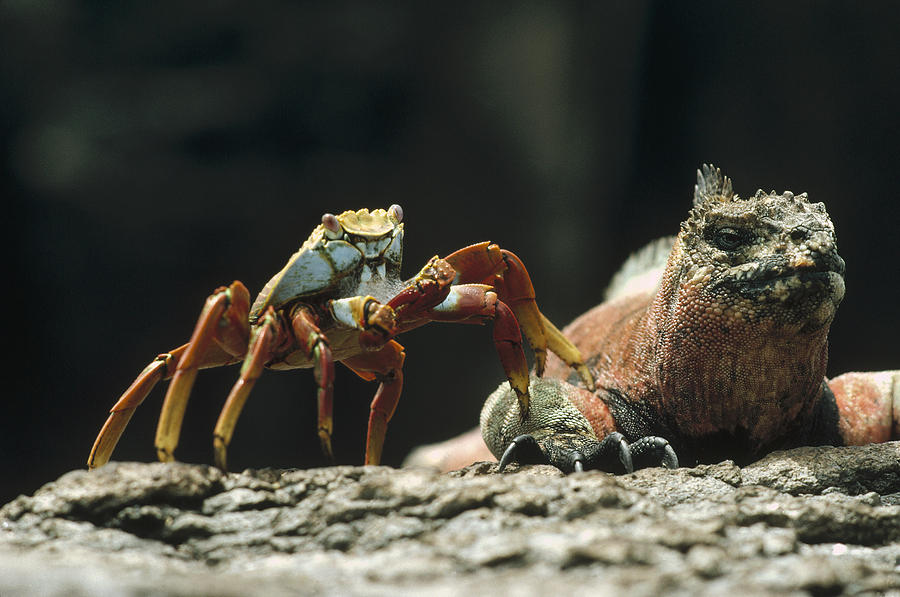 Marine Iguana And Sally Lightfoot Crab Photograph by Tui De Roy