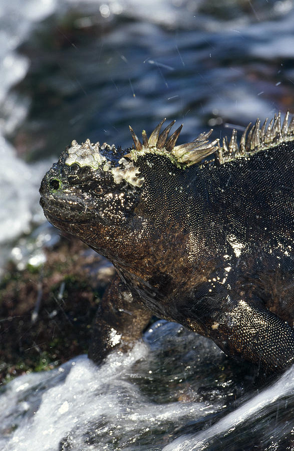Marine Iguana At Low Tide Galapagos Photograph by Tui De Roy