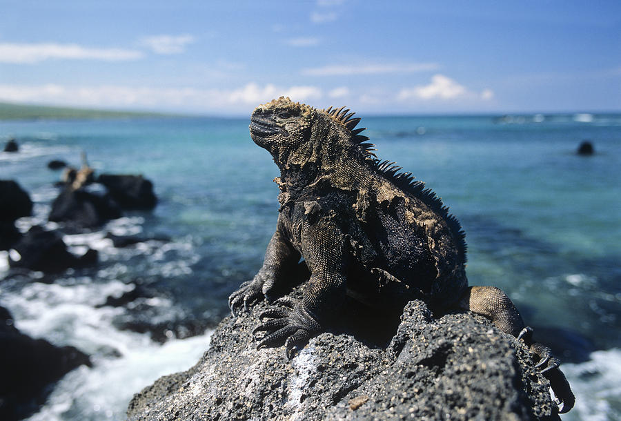 Marine Iguana Basking Galapagos Islands Photograph by Konrad Wothe