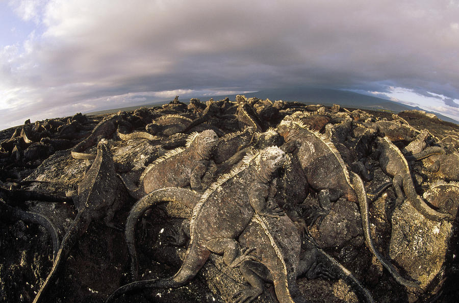 Marine Iguana Colony Basking Galapagos Photograph by Tui De Roy