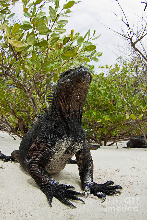 Marine Iguana Photograph by David Fleetham