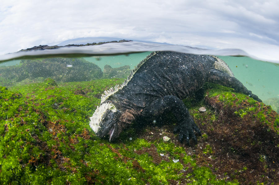 Marine Iguana Eating Algae Galapagos Photograph by Tui De Roy