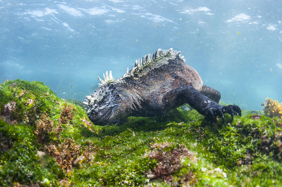 Marine Iguana Feeding On Algae Punta Photograph by Tui De Roy